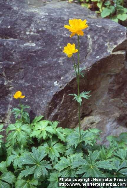 Photo: Trollius chinensis 1.