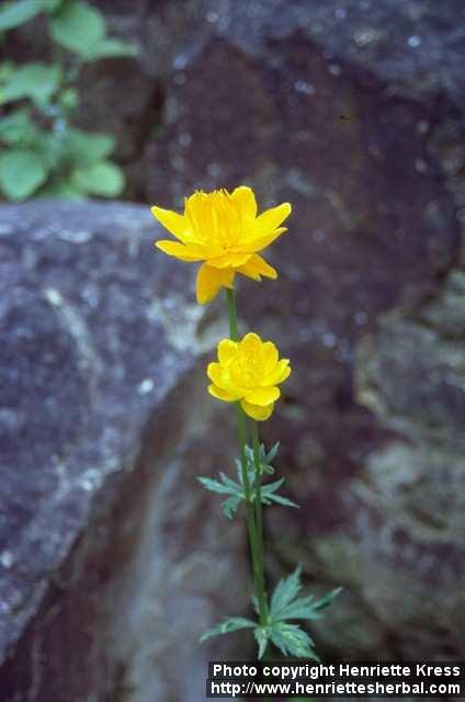 Photo: Trollius chinensis.