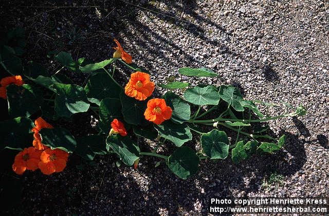 Photo: Tropaeolum majus 5.