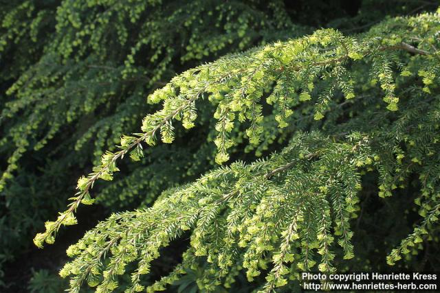 Photo: Tsuga canadensis 5.