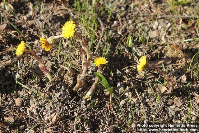 Photo: Tussilago farfara 36.