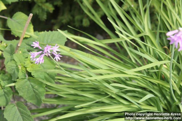 Photo: Tulbaghia violacea 2.