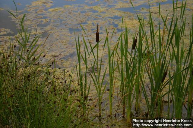 Photo: Typha latifolia 9.