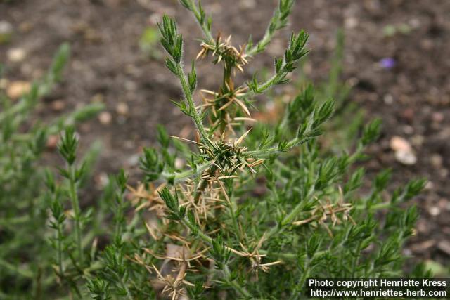 Photo: Ulex europaeus 2.