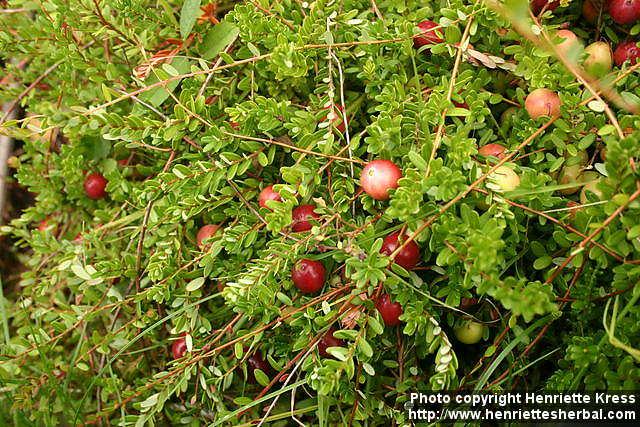 Photo: Vaccinium macrocarpon 3.