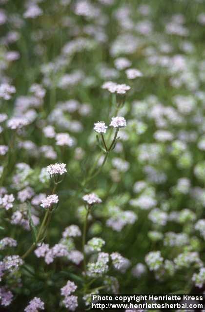 Photo: Valerianella locusta 1.