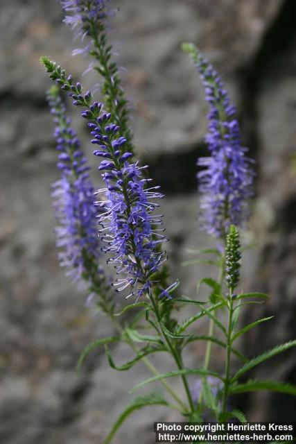 Photo: Veronica longifolia 3.