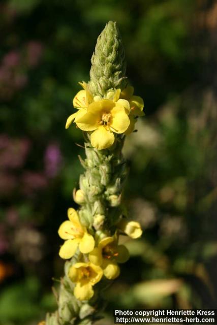 Photo: Verbascum thapsus 11.