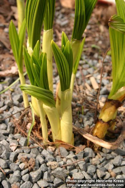 Photo: Veratrum nigrum 08.