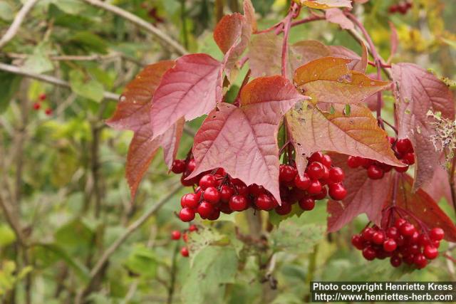 Photo: Viburnum opulus 15.