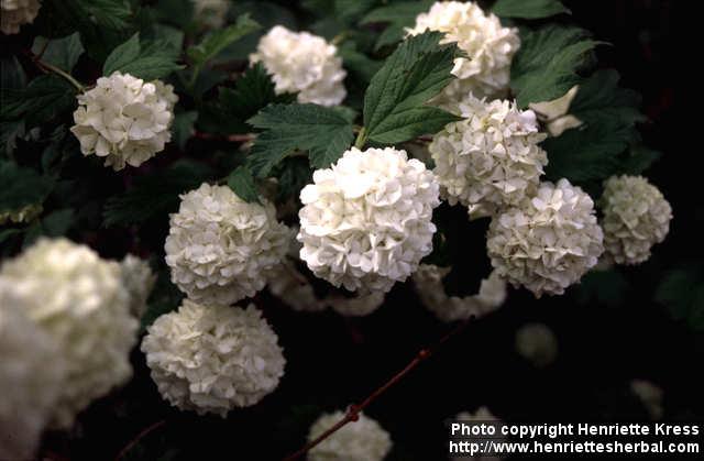 Photo: Viburnum opulus 4.