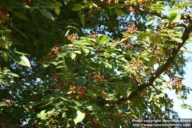 Photo: Zanthoxylum americanum 1.