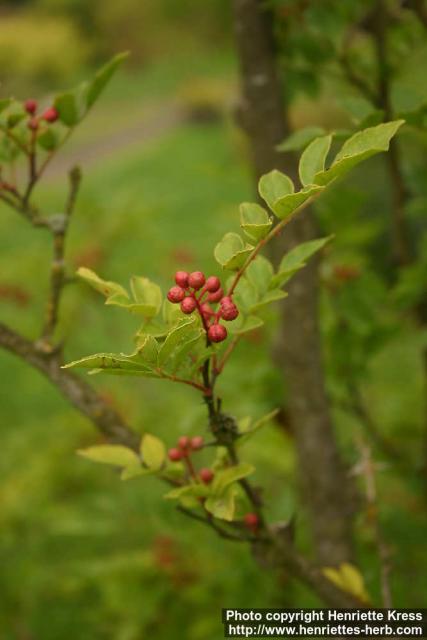 Photo: Zanthoxylum simulans 1.