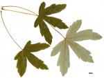 JDL: Acer heldreichii subsp. heldreichii 1.