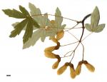 JDL: Acer heldreichii subsp. heldreichii 2.