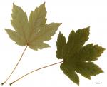 JDL: Acer heldreichii subsp. trautvetteri 1.