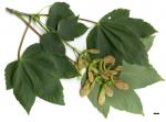 JDL: Acer pseudoplatanus 4.