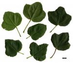 JDL: Acer obtusifolium 1.
