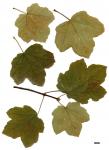 JDL: Acer opalus subsp. opalus.