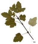 JDL: Acer glabrum subsp. glabrum.