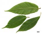 JDL: Acer carpinifolium 1.
