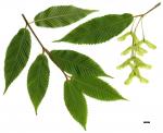 JDL: Acer carpinifolium 2.