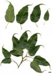 JDL: Acer caudatifolium.