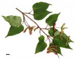 JDL: Acer crataegifolium 1.