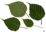 JDL: Acer morifolium 1.