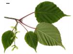 JDL: Acer morifolium 2.