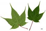 JDL: Acer pectinatum 1.
