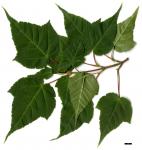 JDL: Acer pectinatum subsp. laxiflorum 2.