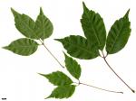 JDL: Acer cissifolium 1