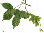 JDL: Acer cissifolium 2
