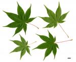 JDL: Acer campbellii subsp. flabellatum 1.