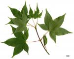 JDL: Acer campbellii subsp. sinense 2.