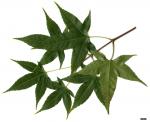 JDL: Acer oliverianum subsp. formosanum 2.
