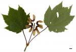 JDL: Acer caudatum subsp. caudatum 2.
