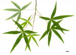 JDL: Acer pentaphyllum 2.