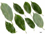 JDL: Acer coriaceifolium 1.