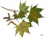 JDL: Acer cappadocicum subsp. cappadocicum 2.