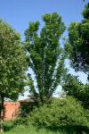JDL: Acer cappadocicum subsp. lobelii 3.