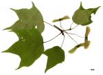 JDL: Acer longipes 2.