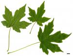JDL: Acer miyabei subsp. miyabei 1.