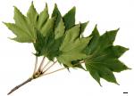 JDL: Acer pictum subsp. okamotoanum 2.