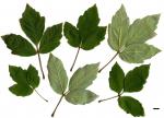 JDL: Acer griseum × Acer maximowiczianum 1.