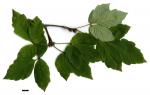 JDL: Acer griseum × Acer maximowiczianum 3.