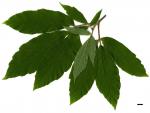 JDL: Acer maximowiczianum 2.