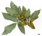 JDL: Acer maximowiczianum 3.