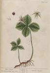 286c Herb Paris.